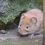 bank vole